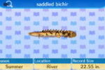 171px-Saddled_Bichir3.JPG