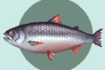 228px-Kingsalmon1.jpg