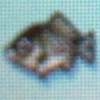 Crucian carp.jpg