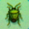 Stinkbug.jpg