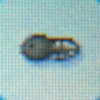 Tadpole.jpg